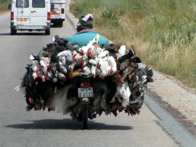 » Poulet bicyclette et Aloko